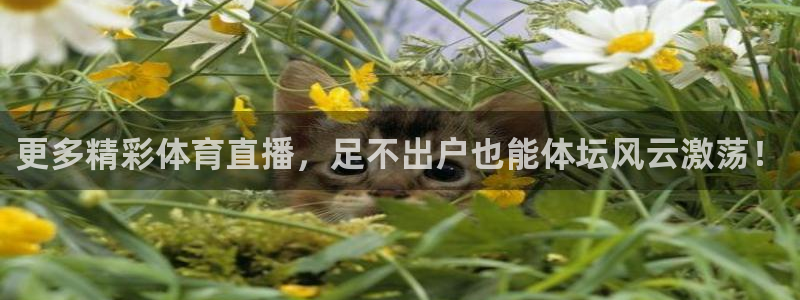 更多精彩体育直播，足不出户也能体坛风云激荡！