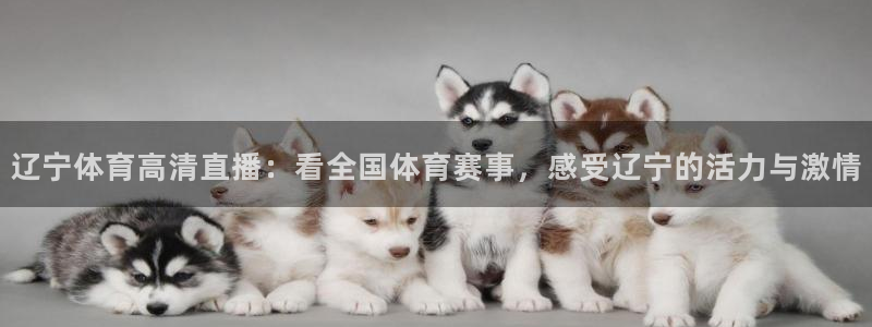 辽宁体育高清直播：看全国体育赛事，感受辽宁的活力与激情
