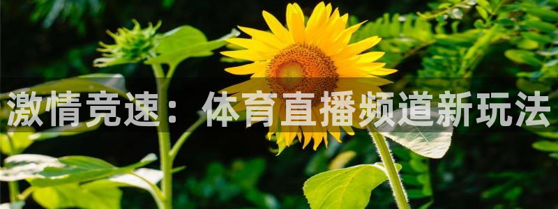激情竞速：体育直播频道新玩法