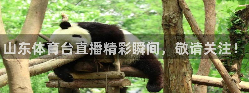 山东体育台直播精彩瞬间，敬请关注！