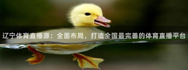辽宁体育直播源：全面布局，打造全国最完善的体育直播平台