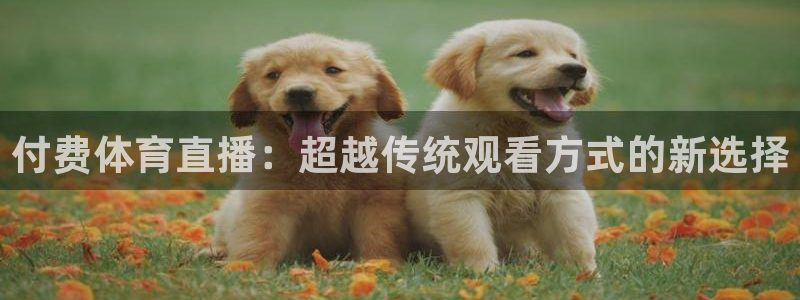 付费体育直播：超越传统观看方式的新选择
